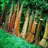 website - willow harvesting - lovely colours 1