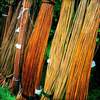 website - willow harvesting - lovely colours 2