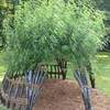 living willow -st margaret's prep before maintenance