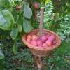 Berry Picker amongst plums